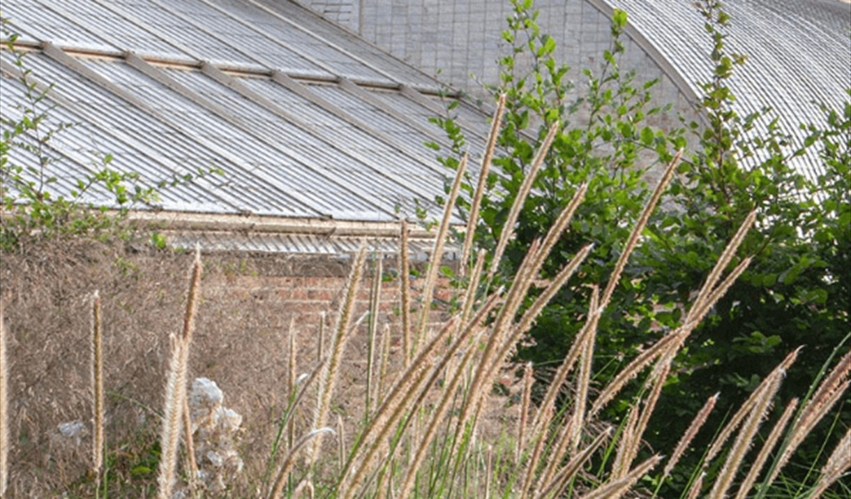 Photo of the restored glasshouses at Wildegoose Nursery