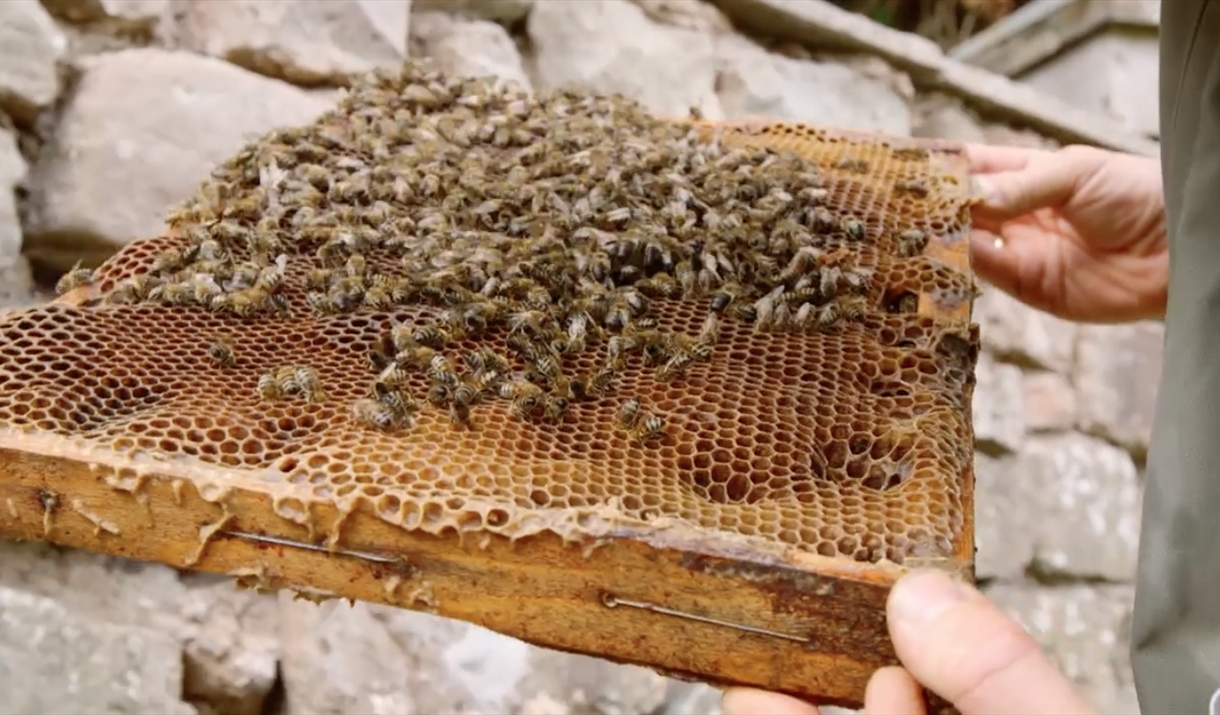 sustainable bee-keeping at humble by nature kate humble's farm