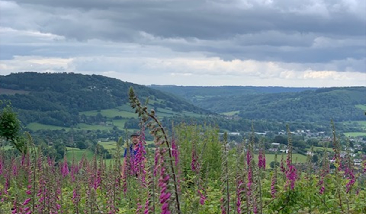 Bracken bashing