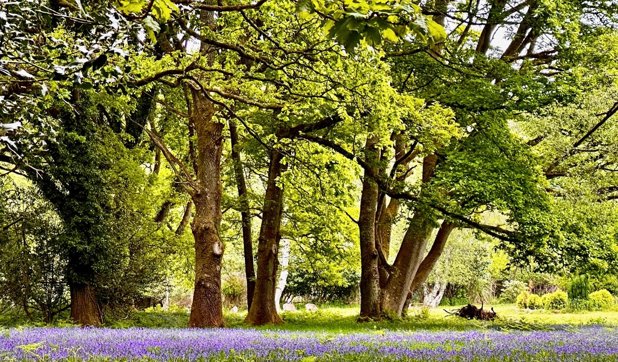Beacon Hill Bluebells