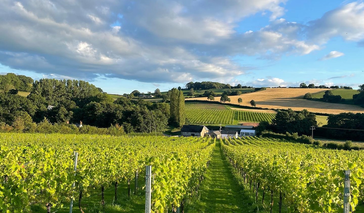 White Castle Vineyard