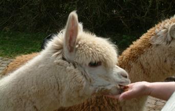 Amazing Alpacas