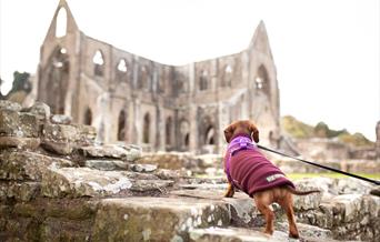 Tintern Abbey