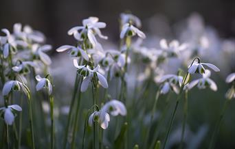 Snowdrops