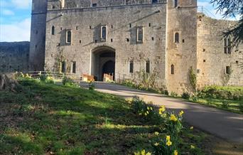 Caldicot Castle daffodils