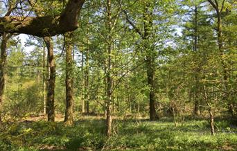 Wentwood