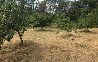 Abergavenny Community Orchard