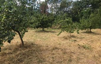 Abergavenny Community Orchard