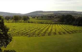 Ancre Hill Vineyard