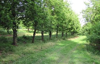 Apple County Cider Orchard