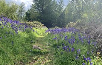 Bluebells at Buckholt Wood