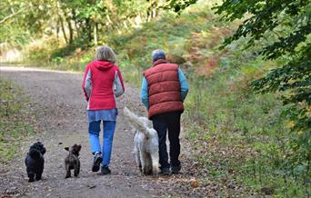 Bumble Netti & Dexter in Chepstow Park Woods
