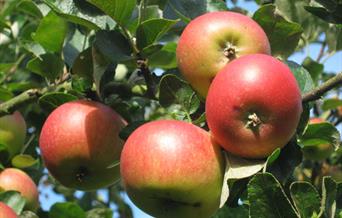 Carrob Growers