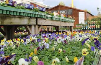 Chepstow Garden Centre