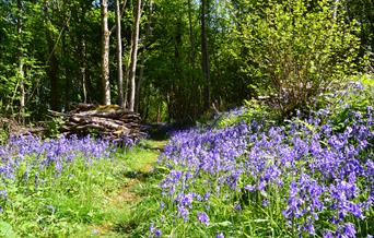 Croes Robert Wood Nature Reserve (Lowri Watkins)