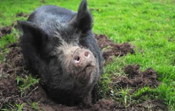 Learn to keep pigs at Humble by nature Kate Humble's farm