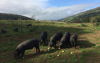 Forest Coalpit Farm Pigs