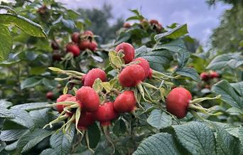 Fruit pruning