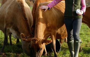 Brooke's Dairy