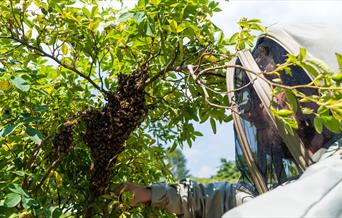 Hive Mind Beekeeping Course