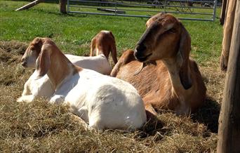 Learn to keep goats at Humble by Nature Kate Humble's farm