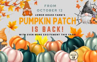 Lower House Farm Pumpkin Patch