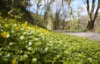 Walk near Redbrook