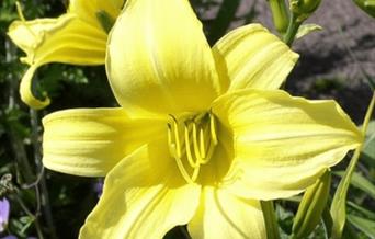 Photo of yellow Hemerocallis flowers