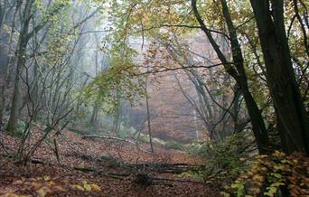 Margaret's Wood (Lauri MacLean)