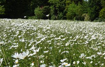 Meadow