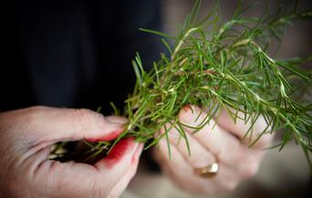 Medieval Herbs