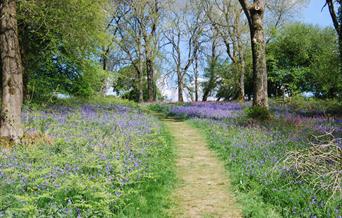 National Trust - Path through Coed-y-Bwnydd bluebells