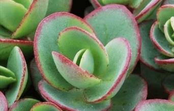 Photo of small succulent leaves