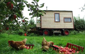 Orchard Wagon