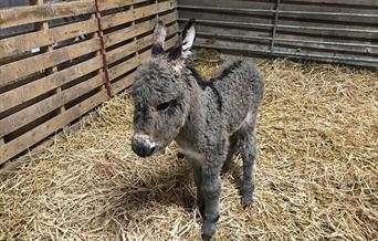 Raglan Farm Park Donkey