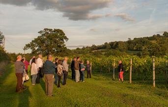 White Castle Vineyard