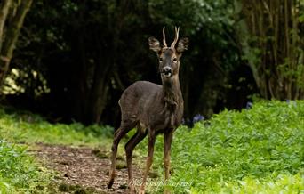 Roe Deer Buck, Rogiet Poorlands (Conrad Petersen)