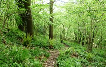 Strawberry Cottage Wood (Gabi Horup)