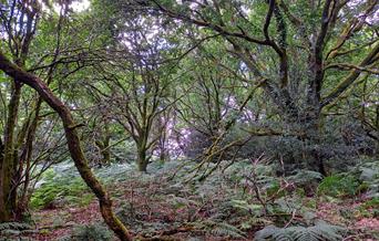 The Wern woods,  (Kath Beasley)
