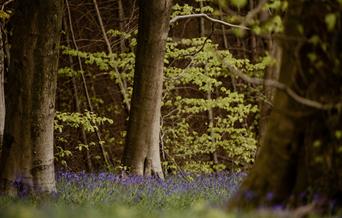 Wentwood Forest