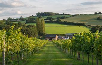 White Castle Vineyard