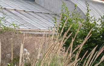 Photo of the restored glasshouses at Wildegoose Nursery