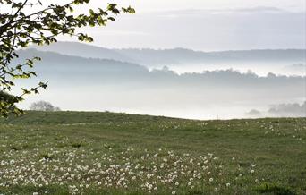 Wyeswood Common (Lauri Maclean)