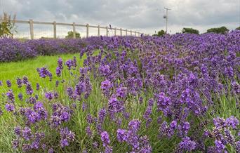 @parcgracedieufarm Lavender