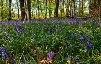 Bluebells at Goytre Hall Wood