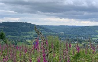 Bracken bashing