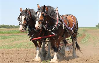 South Wales Shire Horse Show