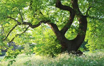 Trees