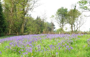 lower minnetts field spring 2019 (hugh gregory)