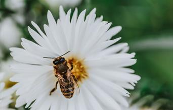 Bees